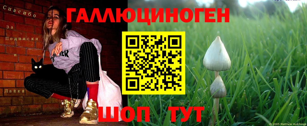 цены наркотик  Вход с VPN  Славгород  Псилоцибиновые грибы GOLDEN TEACHER 